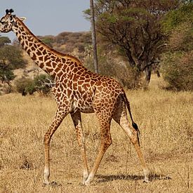 Giraffe in het wild - Tanzania van Charrel Jalving