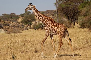 Giraffe in het wild - Tanzania van Charrel Jalving