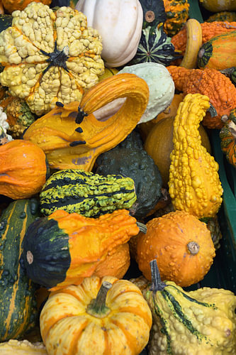 Still life with pumpkins