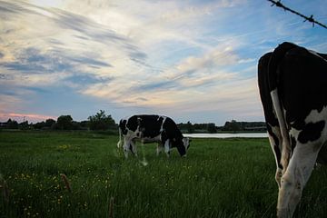 Grazende koeien van Isa Fotografie