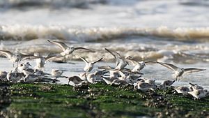 Kleine Strandläufer
