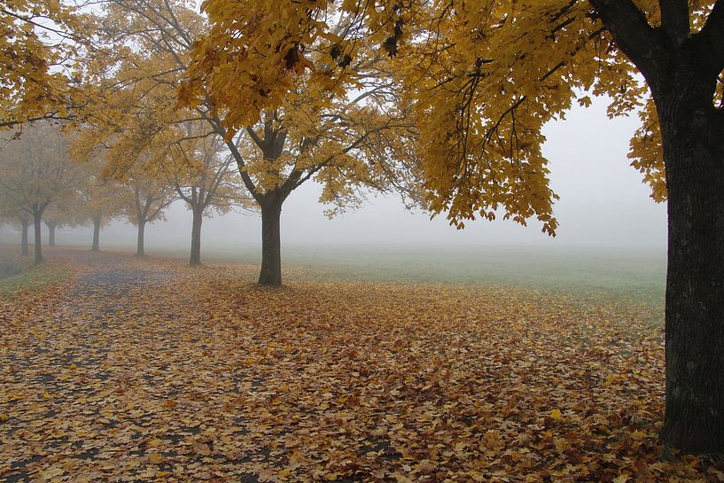 Weg mit Herbstlaub mit Nebel bei Bad Neustadt von Martin Flechsig