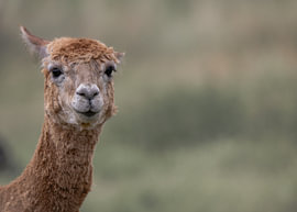 Alpaca in Quiet Space by Niwo Photography