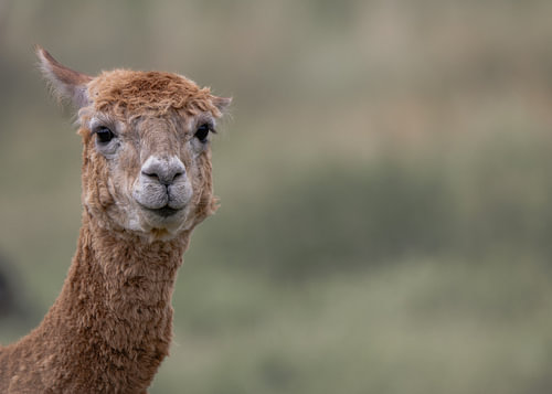 Alpaca in Quiet Space