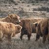 Schotse hooglanders in natuurgebied bij Wassenaar van Dirk van Egmond