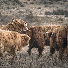 Scottish highlanders in nature reserve near Wassenaar by Dirk van Egmond