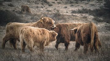 Schotse hooglanders in natuurgebied bij Wassenaar van Dirk van Egmond