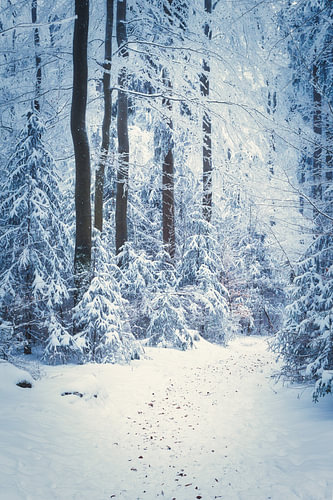 Winterwald im Zauber des Schnees