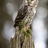 Waldkauz im magischen Waldlicht von Christina Bauer Photos