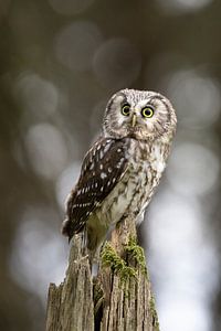 Waldkauz im magischen Waldlicht