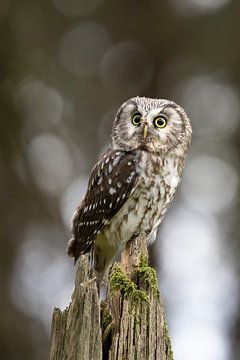 Waldkauz im magischen Waldlicht von Christina Bauer Photos