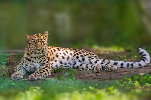 un léopard (Panthera pardus) est allongé dans la jungle et se détend