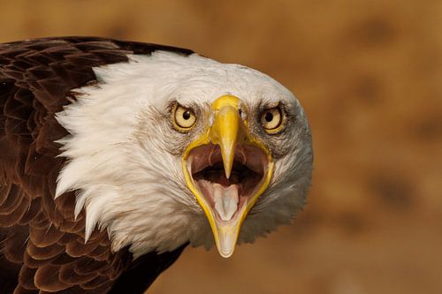 Amerikaanse Zeearend van Koos de Vries