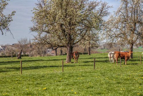 Bloeiende fruitbomen bij Epen in Zuid-Limburg