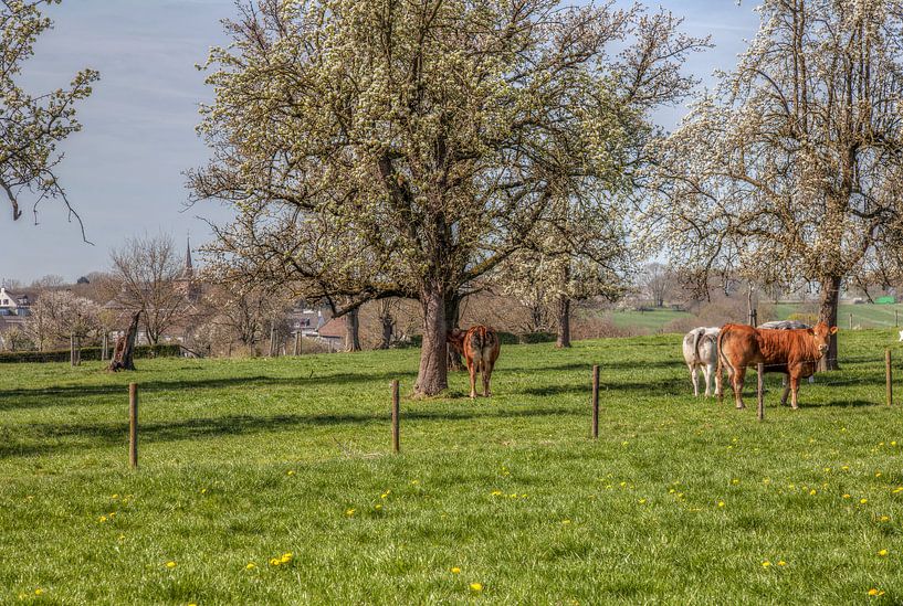 Bloeiende fruitbomen bij Epen in Zuid-Limburg van John Kreukniet