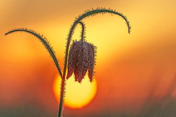 frozen Fritillary by Ton Valk