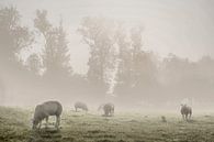 Sheep in the meadow by Elianne van Turennout thumbnail