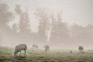 Schafe auf der Wiese von Elianne van Turennout