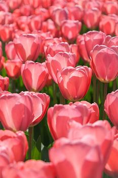 Feld mit rosa Tulpen in der Sonne