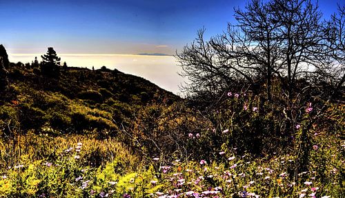 tenerife  met wildgroei  aan bloemen en boom aan de  horizon met blauwe lucht