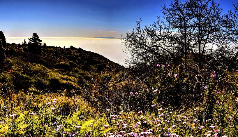 tenerife  met wildgroei  aan bloemen en boom aan de  horizon met blauwe lucht par Willy Van de Wiele