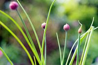 Ciboulette en fleurs dans le jardin
