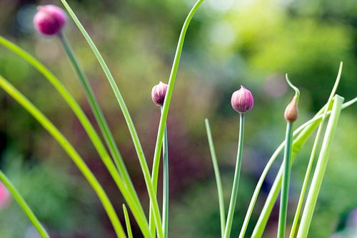 Bieslook met bloemknoppen in de tuin