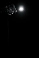 Licht in de duisternis