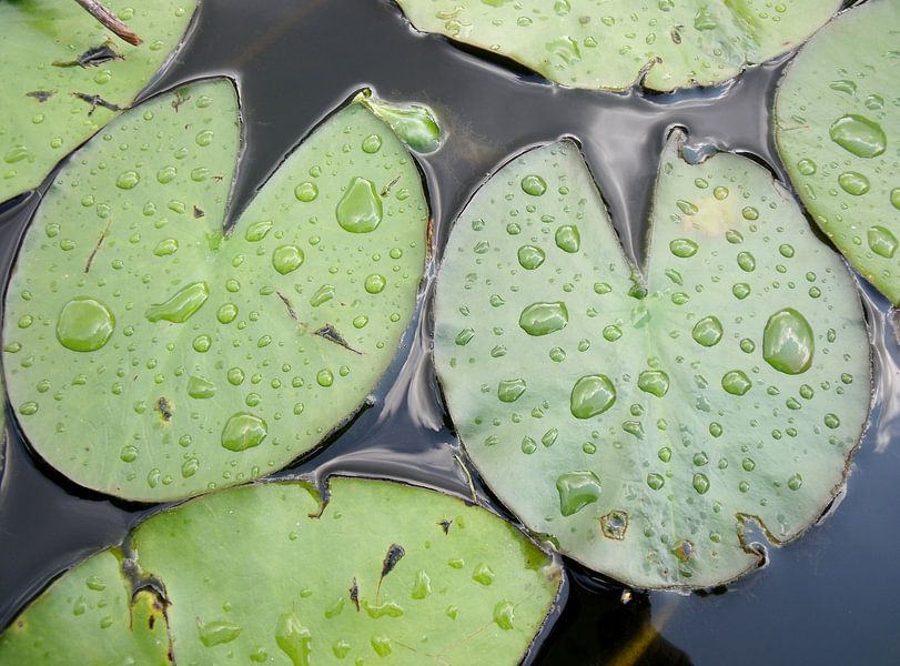Waterlelieblad met waterdruppels van Pieter Korstanje