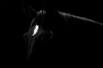 Essence of Elegance - Low-Key Horse Portrait by Femke Ketelaar