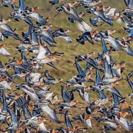 Fliegende Pfuhlschnepfen. von Frans Lemmens