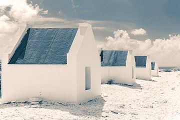 Bonaire Coral Beach and Sea by Caroline Drijber