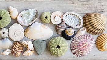 collection de coquillages