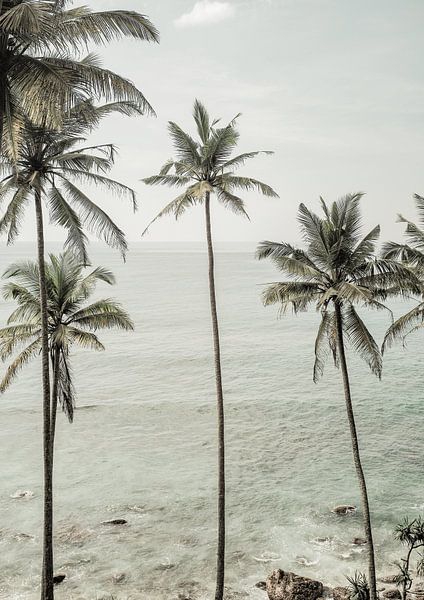 Tropical Dreams by Shot by Clint