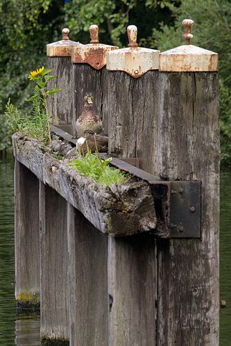 Puur natuur