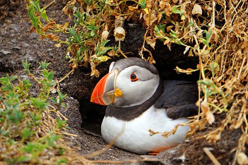Papegaaiduikers op het eiland Skellig Michael in Ierland