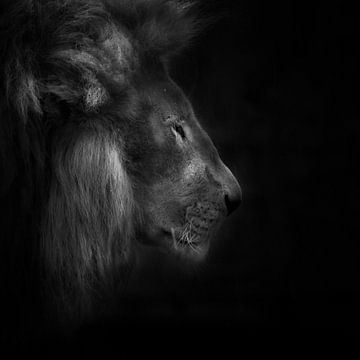 Squeeze, portrait d'un lion sur Ruud Peters