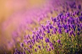 Lavender by Frank Heldt