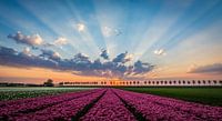 Niederländisches Tulpenfeld, Beemster von Danny Leij Miniaturansicht