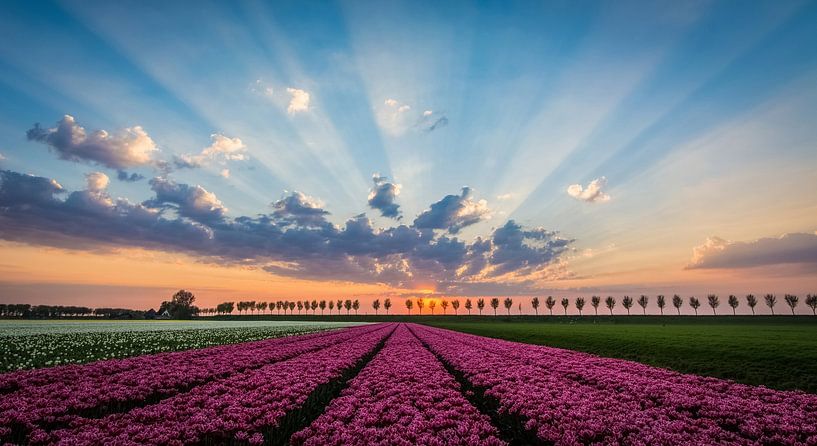 Niederländisches Tulpenfeld, Beemster von Danny Leij