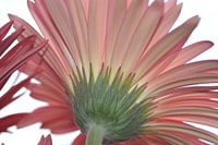 Gerbera, Linien