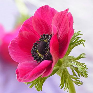 Anemone sur Barbara Brolsma