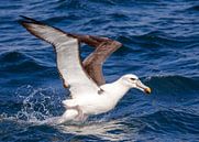 White-capped Albatross (Thalassarche steadi) van Beschermingswerk voor aan uw muur thumbnail
