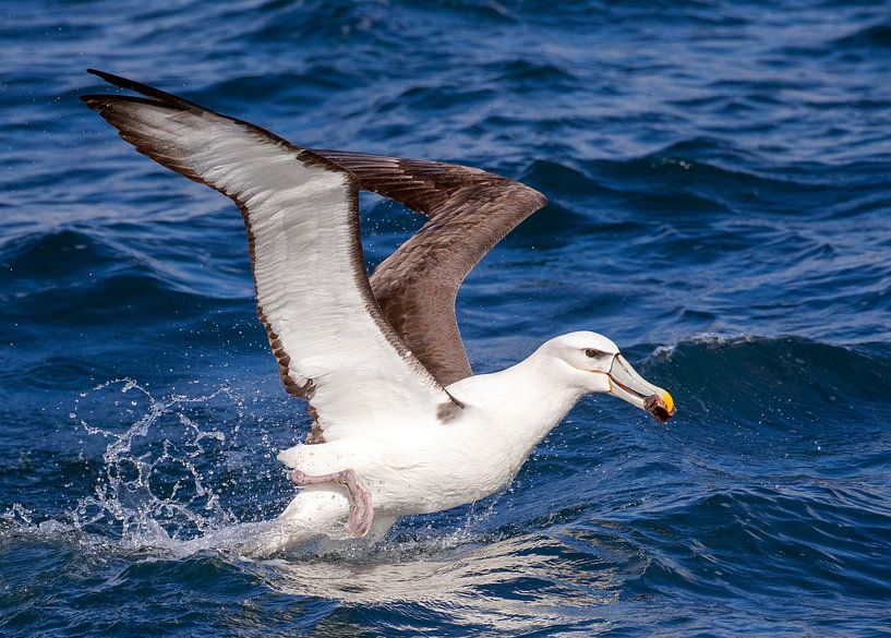 White-capped Albatross (Thalassarche steadi) van Beschermingswerk voor aan uw muur