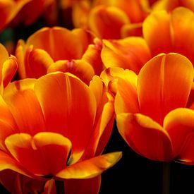 Meer aus Orange von Anouk Snijders