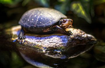 "Hello" said turtle