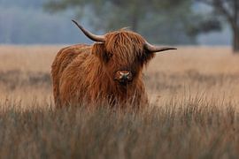 Waar kijk jij nou naar? van Jarno Hilge