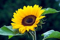 sunflower by ChrisWillemsen thumbnail
