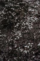Ripe on leaves - winter detail - nature photography print