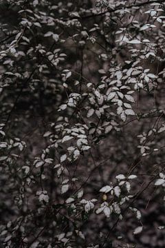 Ripe on leaves - winter detail - nature photography print by Laurie Karine van Dam